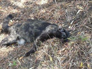 CHATTE-morte-Ajaccio.jpg