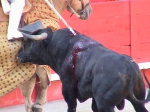 corrida-a-cheval.jpg