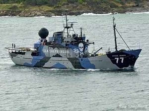 ANIMAUX-MARINS-le-Steve-Irwing.jpg