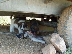 CHIENS sos décharge chiots10