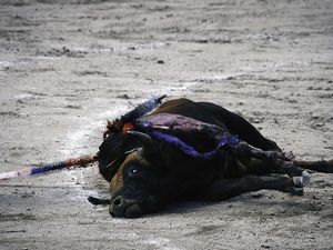 anti corrida equateur
