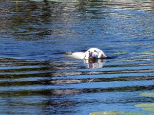 chien nage pour collectif animalier nice 06