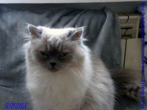 caly dopo un anno x blog (Medium)