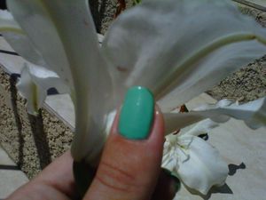 IMG02411-20120724-1156.jpg