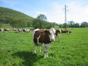 Journee-ferme-ouverte-bio-2010-CBaguet-012.jpg