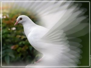colombe.jpg