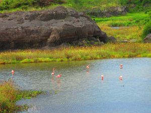 2eme j Isla Isabela Flamans roses (1)