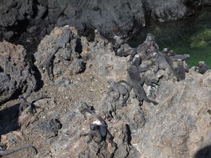 3eme j Isla Isabela - ile volcanique -Tintorenas (47)