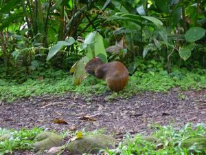 137 Agouti