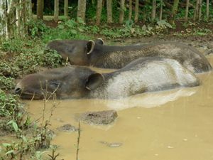 149 tapirs