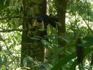 Parc Manuel Antonio 031