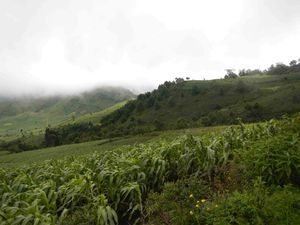 Volcan Acatenango 024