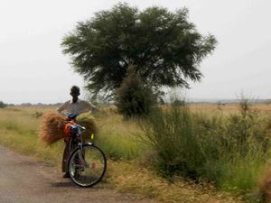 Jaisalmer - Pushkar 007