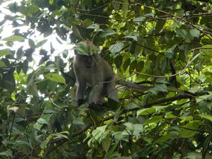 Parc Macritchie 002