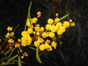 Coonabarabran 018