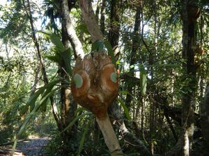 Sawtell 010