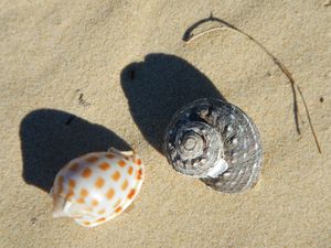 Sawtell 021