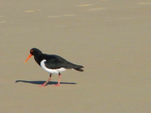 Sawtell 023