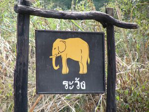 Danger éléphants