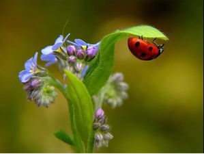 coccinelle