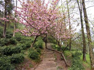 anhui-montagne-taoiste (12)