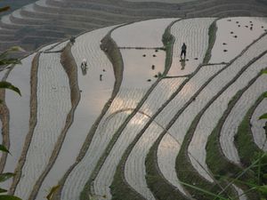 guangxi-longji-juin2012 (55)