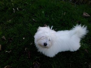 chiot-coton-de-tulear.jpg