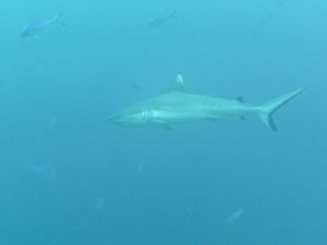 requin gris Palau