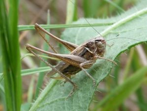 Platycleis tessalta (decticelle caroyee) 2