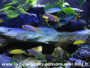 3 Cichlides en bande 1