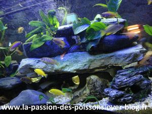 4 Cichlides en bande 2