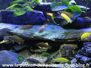 5 Cichlides en bande