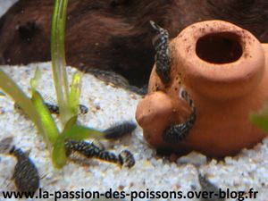 Bébés ancistrus