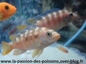 Couple pseudotropheus Crabo
