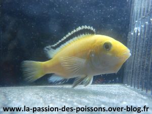 Femelle Labidochromis caeruleus en incubation