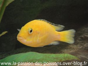 Labidochromis-caeruleus-femelle1.JPG
