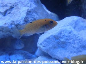 Maylandia estherae OB
