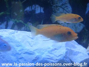 Maylandia estherae type OB juvénile