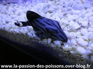 Pleco-royale.jpg