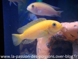 femelle-estherae.jpg