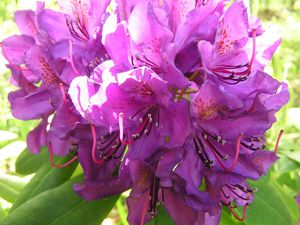 rhododendron-violet.jpg