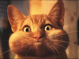 chat
