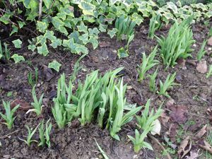 fevrier-2013-060.JPG