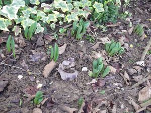 fevrier-2013-061.JPG