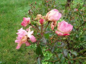DSCF7475.JPG