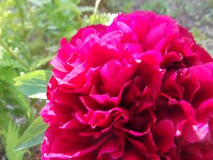 Rose3.jpg