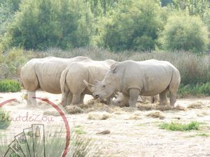 rhinoceros.jpg