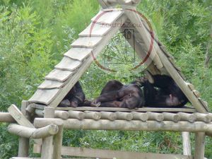 singes.jpg