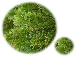 sapin2