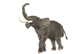 elephants-01.gif